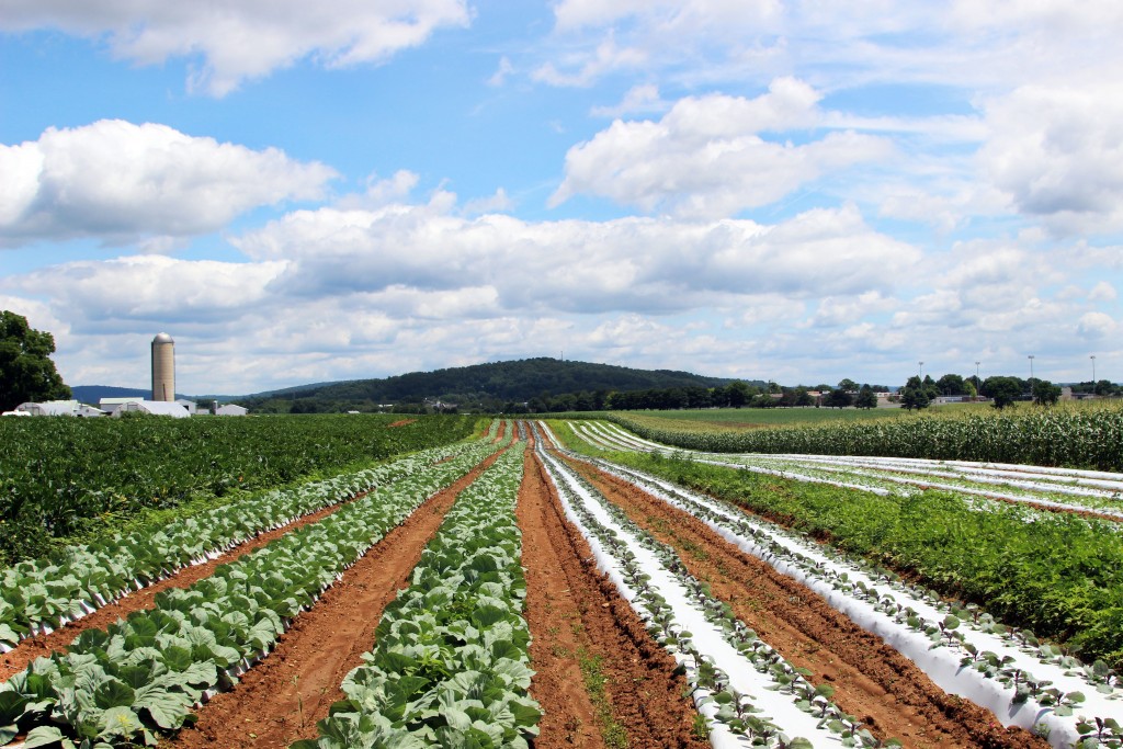 Meet Some of the Local Produce Farmers Four Seasons