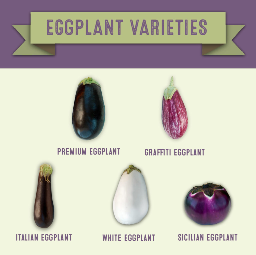 research paper on eggplant