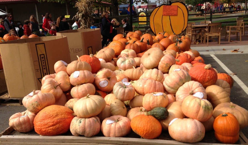 Johnson�s Corner Farm pumpkin display 213 Four Seasons